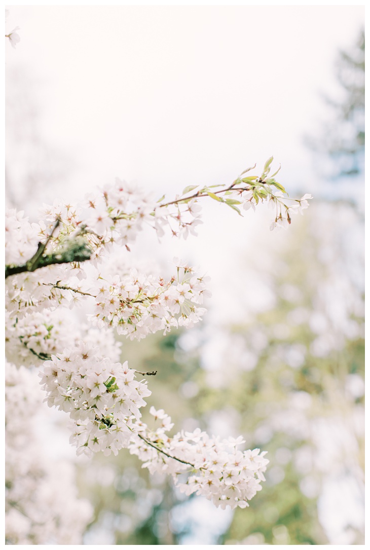 one of my favorite spring photo locations with a cherry blossom branch at Seattle park
